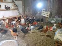 Chickens — photo 2