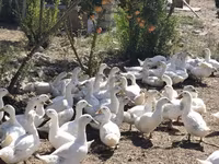 Ducks — الصورة 3