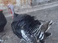 Turkeys — 照片 4