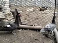 Turkeys — foto 1
