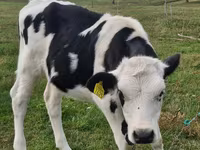 Vaca, Russian Black pied cattle — foto 2