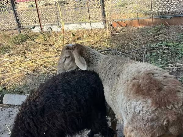 Widder, Hissar sheep