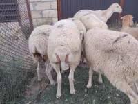 Qoç, Qoyunlar — foto 5