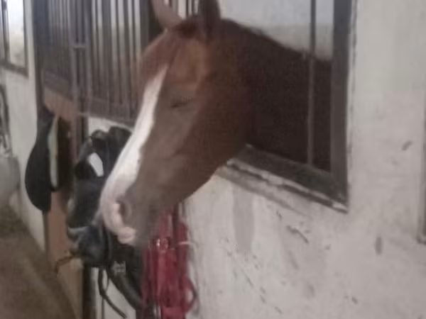 Madyan, Karabakh horse — Azərbaycan