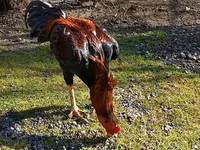 Chickens — photo 2