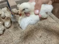 Chickens — الصورة 2