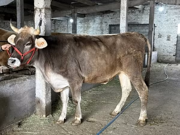 Krowa, Swiss cattle