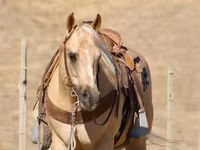 At, Quarter Horse — foto 6