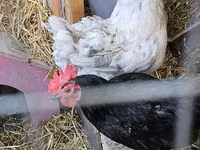 Brahma — photo 1