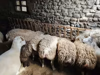 Qoyun, Qoyunlar — foto 1