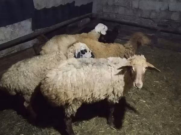 Ovce (šarže, pohlaví neuvedeno), Ovce — Ázerbájdžán