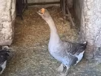 Geese — الصورة 5