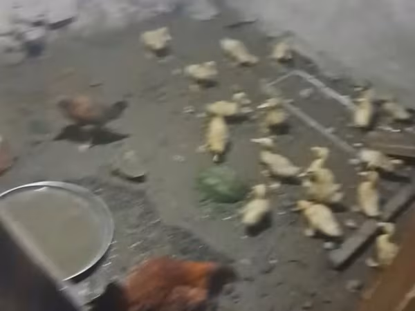 Ducks — Azerbaijan