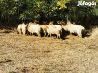 Ovelha, Racka sheep — foto 5
