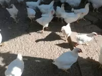 Plymouth Rock — foto 4