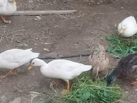Ducks — photo 2