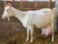 Ziege, Saanen goat — Foto 1