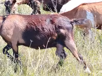 Koza, Nubian Goat — foto 2
