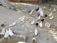 Mular — foto 3