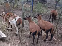 Baran, Cameroon sheep — zdjęcie 4