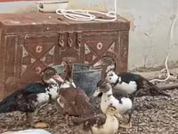 Ducks — photo 3
