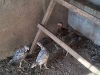Chickens — photo 2