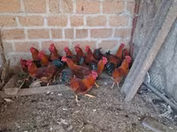 Chickens — Foto 1
