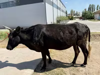 Vaca, Ganado vacuno — foto 3