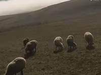 母羊, Sheep — 照片 2