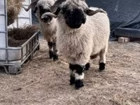 Ovelha, Valais Blacknose sheep — foto 3
