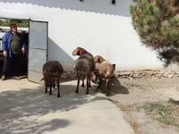 公羊, Sheep — 照片 4