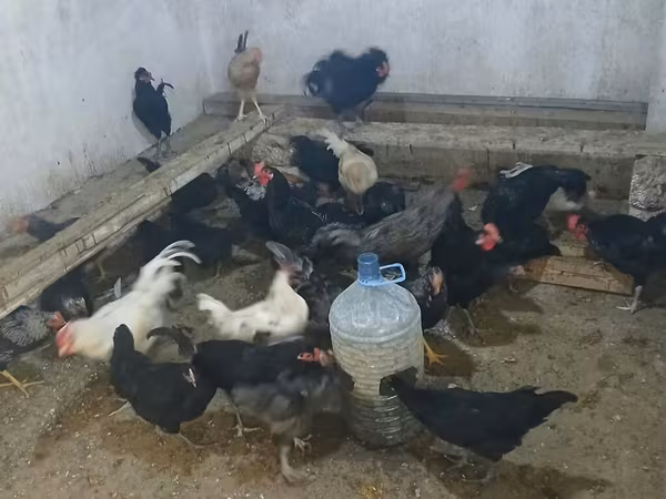 Australorp