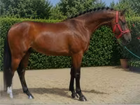 Cavalo, Cavalos — foto 4