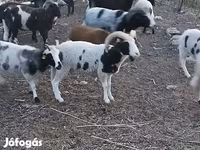 Beran, Jacob's sheep — foto 1