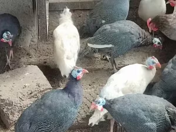 Ցիցարկա (սազվար)