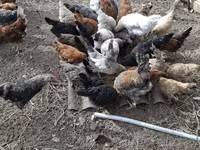 Chickens — الصورة 1
