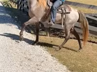 घोड़ा, Rocky Mountain Horse — फ़ोटो 4