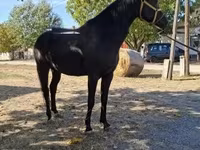Cavalo, Hungarian horse breed — foto 3
