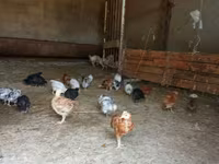 Pekin Bantam — photo 2