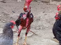 Chickens — photo 4