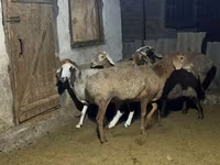 Qoʻy, Arashan sheep — 2-rasm
