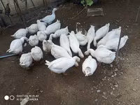 Geese — foto 3