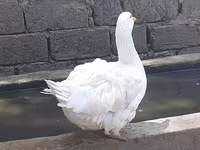 Geese — foto 3