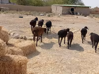 Sheep (batch, sex not specified), Sheep — photo 2