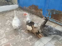 Ducks — Foto 7