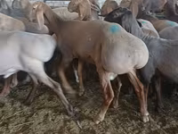 Baran, Hissar sheep — zdjęcie 3