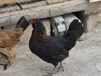 Chickens — foto 8
