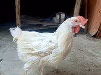 Chickens — photo 7