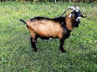Billy Goat, Czech Brown Shorthaired goats — photo 1