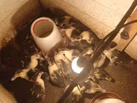 Ducks — الصورة 1